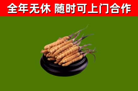 日土回收冬虫夏草