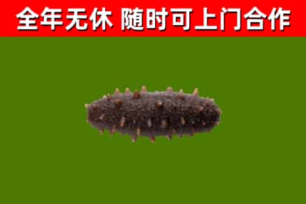 日土回收海参干